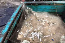 Ảnh: Cá trích mắc dày lưới, ngư dân Hà Tĩnh gỡ mỏi tay