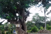 “Cụ” cây cổ thụ kỳ bí ở Đồng Nai