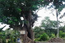 “Cụ” cây cổ thụ kỳ bí ở Đồng Nai