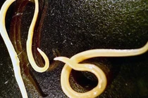 Nga hồi sinh động vật 41.700 tuổi