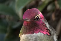 Kinh ngạc bộ lông của chim ruồi biết đổi màu