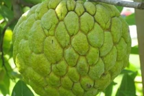 Xuất hiện na không hạt khủng, nặng hơn 1 kg