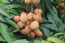 Tin vui cho người nông dân: Vải Phúc Hòa đầu mùa của Bắc Giang được giá