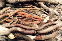 Loại sâm "độc" trăm nghìn/kg ăn vào nhớ vợ quay quắt