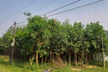 Nhân viên VNPT bị điện giật chết khi lắp dây mạng wifi