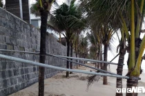 Ảnh: Sắt thép quây chằng chịt trăm cây dừa bãi biển Đà Nẵng