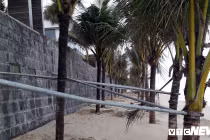 Ảnh: Sắt thép quây chằng chịt trăm cây dừa bãi biển Đà Nẵng