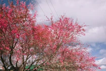 Đến Đà Lạt những ngày này, mai anh đào đã nhuộm hồng cả thành phố 