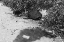 Nam thanh niên cuồng yêu giết bạn gái ở Bắc Giang giờ thế nào?