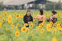 Ảnh: Cánh đồng hoa hướng dương đẹp nhất Việt Nam bắt đầu nở rộ