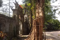 Ly kỳ cuộc chiến bảo vệ những gốc cây trăm tỷ đồng của nông dân