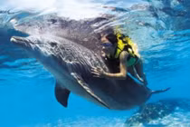 Điểm những vụ cá heo cứu người khỏi cá mập sát thủ