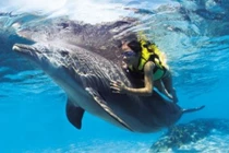 Điểm những vụ cá heo cứu người khỏi cá mập sát thủ