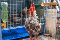 Ngắm đàn gà chục triệu quý hiếm đang cháy hàng dịp Tết 