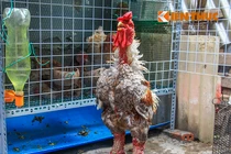 Ngắm đàn gà chục triệu quý hiếm đang cháy hàng dịp Tết 