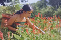 Đẹp mê mẩn loạt ảnh “Mùa xuân cao nguyên“