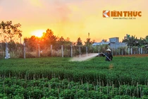 Nông dân Sài Gòn hối hả chăm hoa đón Tết Nguyên đán