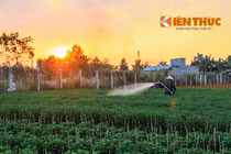 Nông dân Sài Gòn hối hả chăm hoa đón Tết Nguyên đán