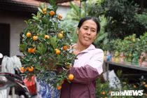 Nông dân Hưng Yên vui vẻ vì quất được mùa, được giá