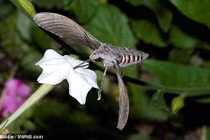 Kinh hãi sâu bướm khổng lồ tấn công nước Anh