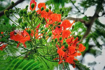 Tháng 5, Hà Nội đỏ rực mùa phượng vĩ chia tay tuổi học trò