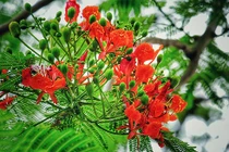 Tháng 5, Hà Nội đỏ rực mùa phượng vĩ chia tay tuổi học trò