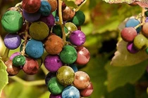 Chiêm ngưỡng 8 giống nho kỳ quái nhất thế giới