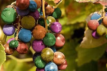 Chiêm ngưỡng 8 giống nho kỳ quái nhất thế giới