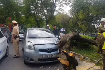 Cây xanh bất ngờ bật gốc đè đầu ô tô đang đi trên đường