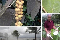 Kỳ bí loại cây tự lật ngược lá khi có trời mưa bão