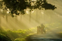 Khoảnh khắc Đà Lạt chìm trong sương đẹp tựa chốn thiên đường 