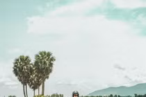 Giới trẻ đua nhau "check-in" cây thốt nốt trái tim ở An Giang