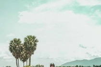 Giới trẻ đua nhau "check-in" cây thốt nốt trái tim ở An Giang