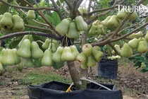 Hình ảnh những cây quả kỳ dị không thể tin nổi