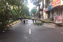 Người đàn ông tử vong do cây gãy đổ đè trúng người