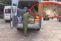 Hàng chục cá thể động vật sống suýt bị đưa lên bàn nhậu