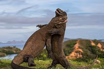 Ấn tượng tác phẩm ảnh động vật hoang dã 2015