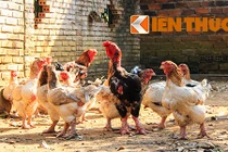 Chưa đến Tết, gà “đại gia” đã bị vét sạch