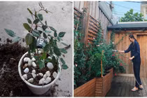 Hà Tăng chia sẻ bí quyết để trồng hoa hồng bông to rực rỡ, nhìn là mê 