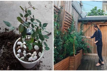 Hà Tăng chia sẻ bí quyết để trồng hoa hồng bông to rực rỡ, nhìn là mê 