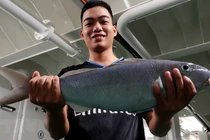 Trải nghiệm thú vị khi săn cá đêm trên biển Trường Sa