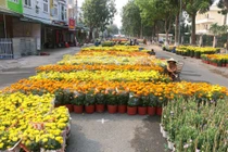 Làng hoa các địa phương đang hối hả vào vụ Tết