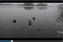 Video: Pha “đạp phanh” trên mặt hồ băng của vịt trời