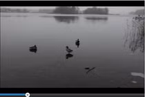 Video: Pha “đạp phanh” trên mặt hồ băng của vịt trời