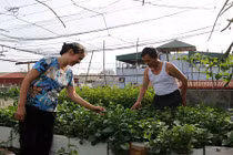 Cận cảnh những chỗ trồng rau sáng tạo của người dân giữa Hà Nội