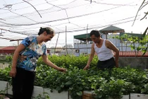 Cận cảnh những chỗ trồng rau sáng tạo của người dân giữa Hà Nội