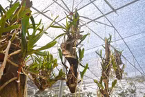 Vườn lan rừng tiền tỷ quyến rũ giữa Hà Nội