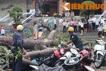 TP HCM: Hàng loạt cây bật gốc, đè bẹp 100 xe máy