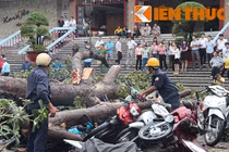 TP HCM: Hàng loạt cây bật gốc, đè bẹp 100 xe máy