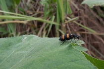 Người Trung Quốc xuất hiện ở Tây Nguyên mua côn trùng giá cao gây xôn xao